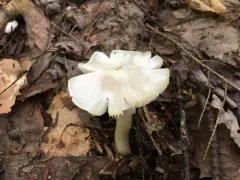 Humidicutis pura thumbnail 2