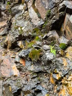 Hook-beak Tufa-moss thumbnail 4