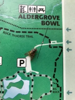 Golden Copperback thumbnail 3