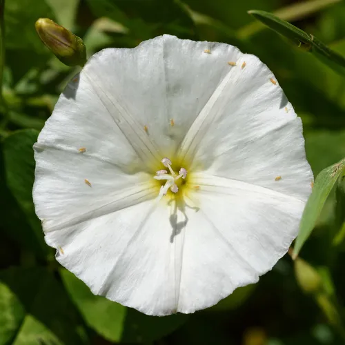field bindweed