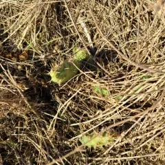 Brittle Pricklypear thumbnail 3