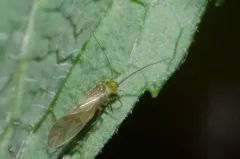 Xanthocaecilius quillayute thumbnail 3