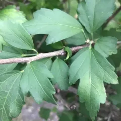 common hibiscus thumbnail 2