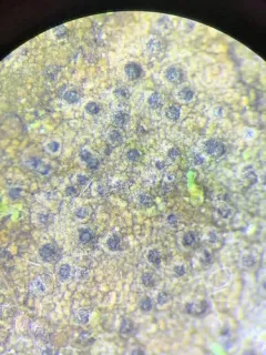 Common Dusk Lichen thumbnail 2