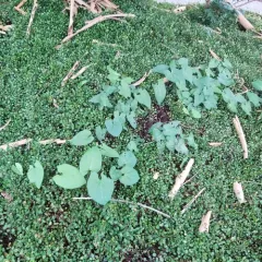large bindweed thumbnail 3
