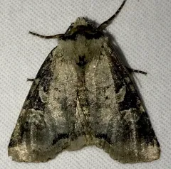 Iris Rover Moth thumbnail 2