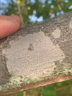 Arthonia granosa thumbnail 2