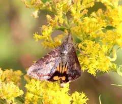 Hypocala Moth thumbnail 3