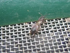 hairy groundbug thumbnail 4
