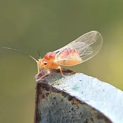 Psylla sanguinea thumbnail 1
