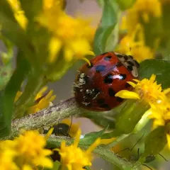 Hesperomyces harmoniae thumbnail 2