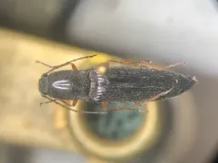 Paractenicera fulvipes thumbnail 1