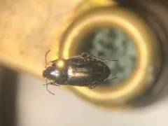 Amara erratica thumbnail 2