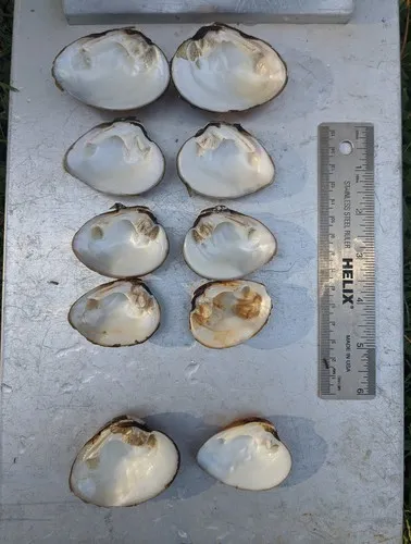 Butterfly Mussel