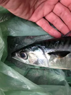 Pacific Chub Mackerel thumbnail 3