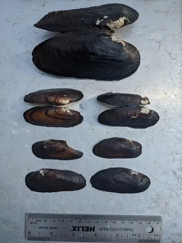 Spectaclecase