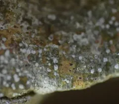 Inoderma byssaceum thumbnail 3