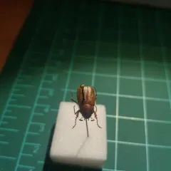 European Chafer thumbnail 2