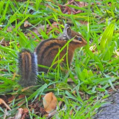 Townsend's Chipmunk thumbnail 4