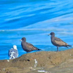 Heermann's Gull thumbnail 3