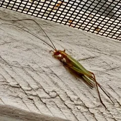 Pine Tree Cricket thumbnail 3