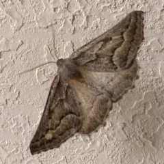 Tetracis formosa thumbnail 3