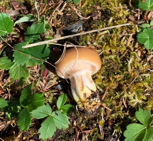 Gomphidius borealis