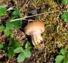 Gomphidius borealis thumbnail 1