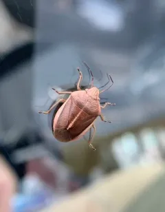 Chlorochroa saucia thumbnail 2