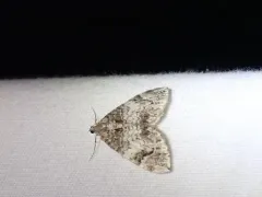 10-spotted Rhododendron Moth thumbnail 3