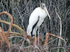 Wood Stork thumbnail 4