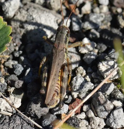 Bruner's Spur-throat Grasshopper