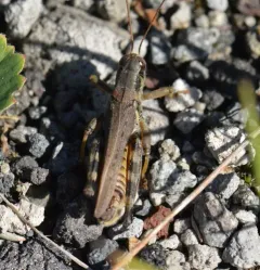 Bruner's Spur-throat Grasshopper thumbnail 1