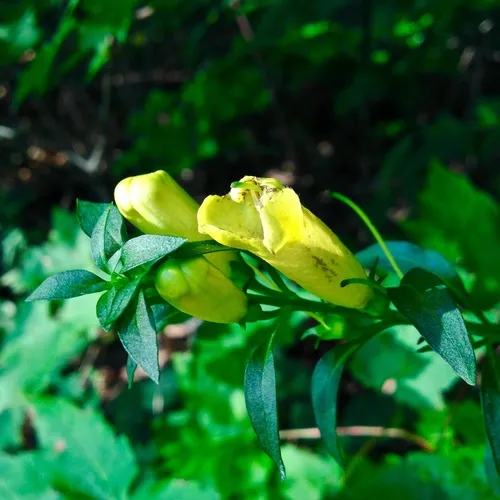 smooth yellow false foxglove