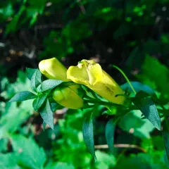 smooth yellow false foxglove thumbnail 1