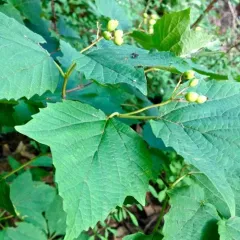 mapleleaf viburnum thumbnail 2