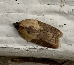 strawberry acleris thumbnail 4