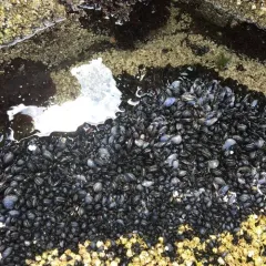 Blue Mussel thumbnail 2
