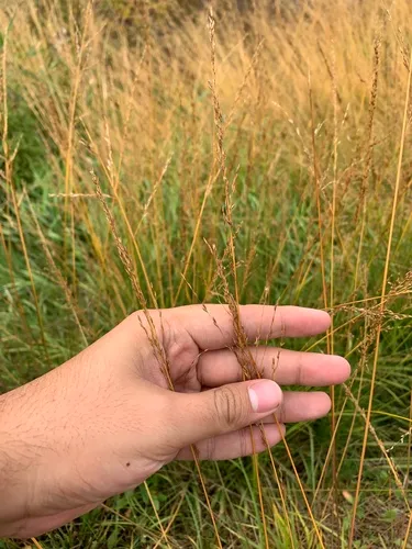 Purple moor grass