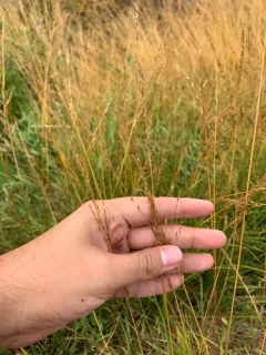 Purple moor grass thumbnail 1