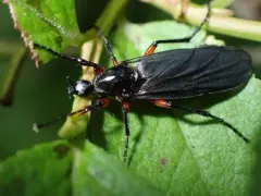 Bibio holtii thumbnail 2