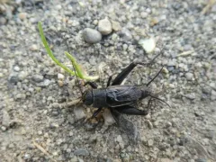 Gray Ground Cricket thumbnail 3