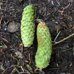 Sitka spruce thumbnail 3