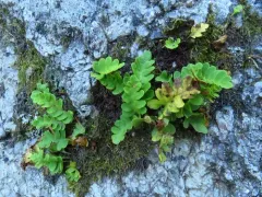 Rocky Mountain Polypody thumbnail 2