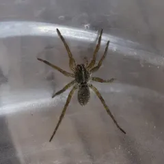 Tigrosa grandis thumbnail 4