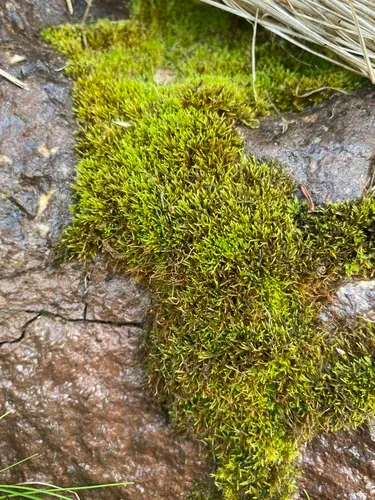Small Willow Moss
