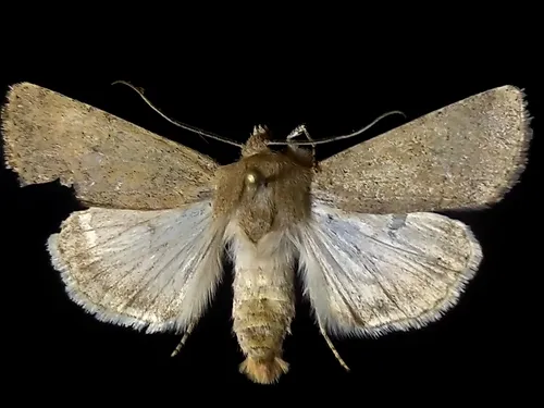 Euxoa spumata