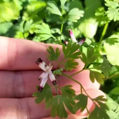 common ramping-fumitory thumbnail 1