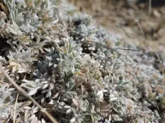 Silky Milkvetch thumbnail 3
