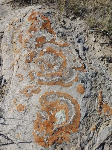 Desert Firedot Lichen